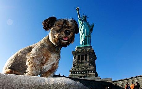 cane giro del mondo