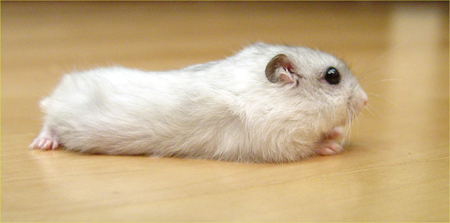 criceto Winter White
