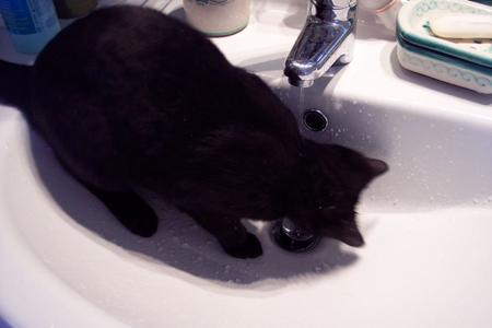 fare il bagno al gatto