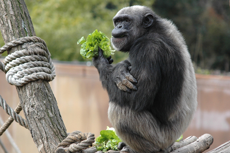 natale al bioparco