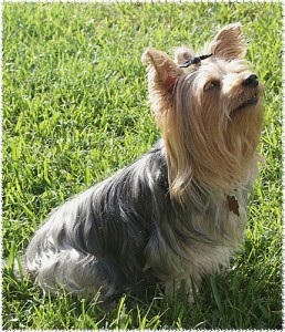 silky terrier