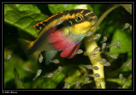 Pelvicachromis_pulcher_2976_FabioNicora