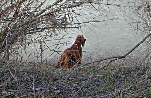 Setter Caccia