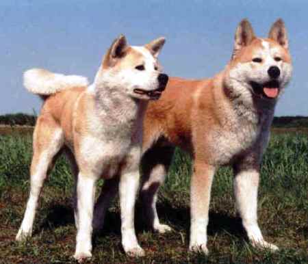 akitainu