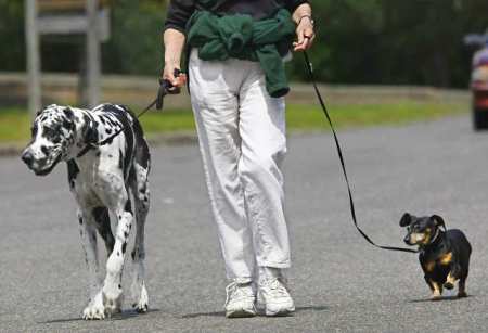 camminare con cane