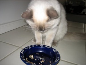 cibo secco gatti
