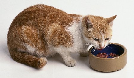 cibo umido gatti