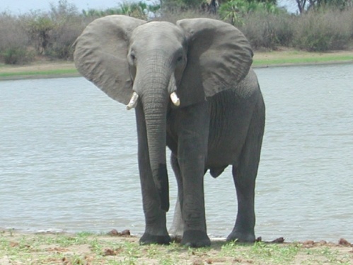 elefante4