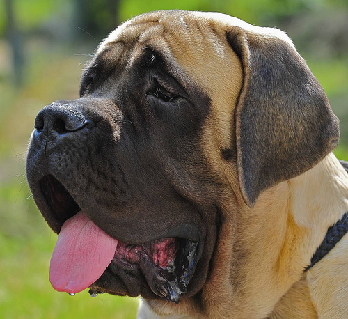 mastino ascensore