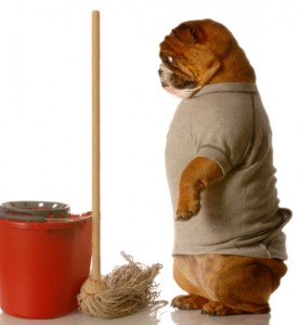 pulire casa con cane