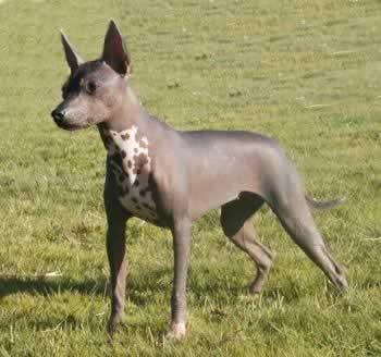 Xoloitzcuintli