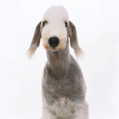 beddlington terrier