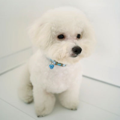 bichon-frise