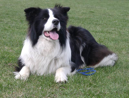 border collie