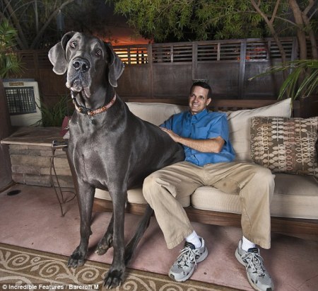 cane più alto del mondo