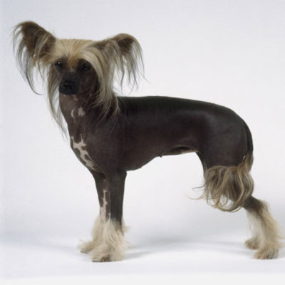 chinese-crested-cane-nudo-cinese