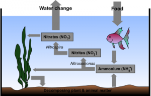 ciclo dell'azoto acquario