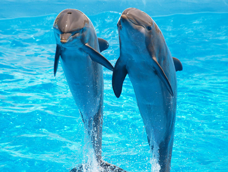 delfini per s.valentino