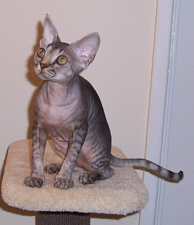 devon rex