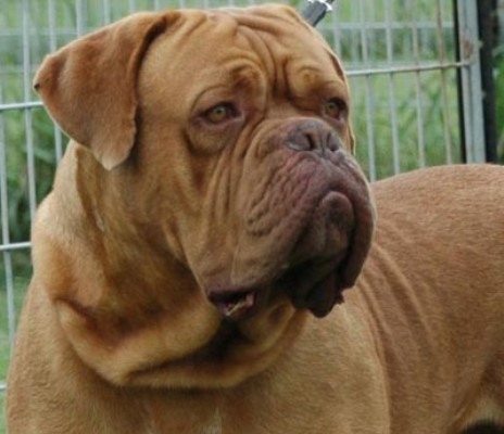 dogue_de_bordeaux