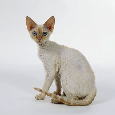 gatto devon rex