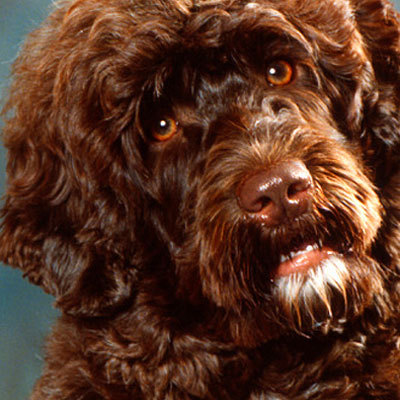 irish-water-spaniel