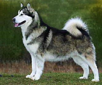 malamute