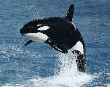 orca