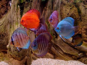 pesci acquario