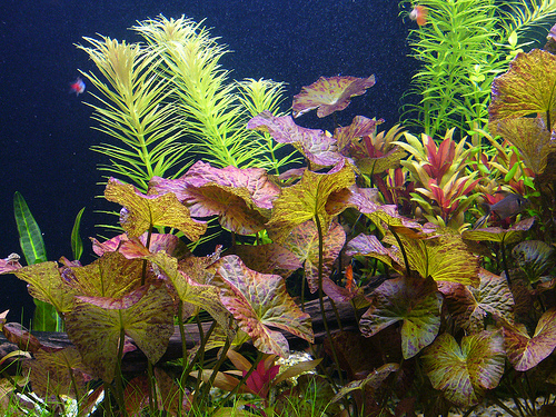 piante artificiali acquario