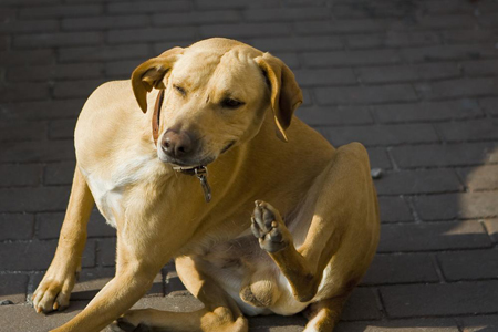 prurito nel cane