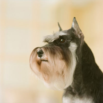 schnauzer