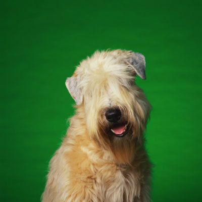 soft-coated-terrier