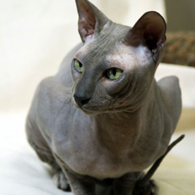 sphynx