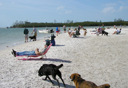 spiaggia per cani