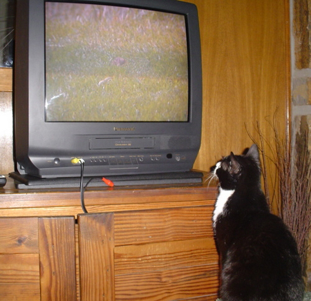 tv degli animali