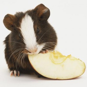 Guinea pig denti