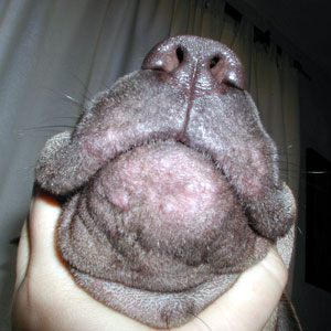 acne canina