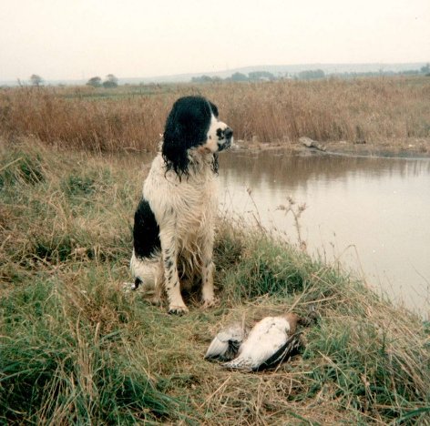 cane caccia