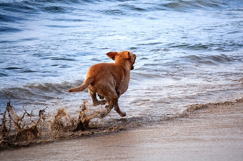 cane-corre