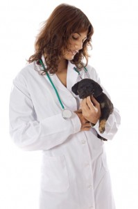 cane dal veterinario