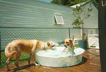 colpo di calore cane