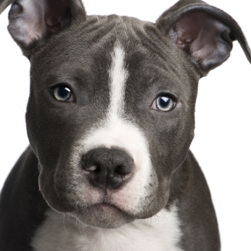 dog-picture-photo-american-pit-bull-terrier-puppy