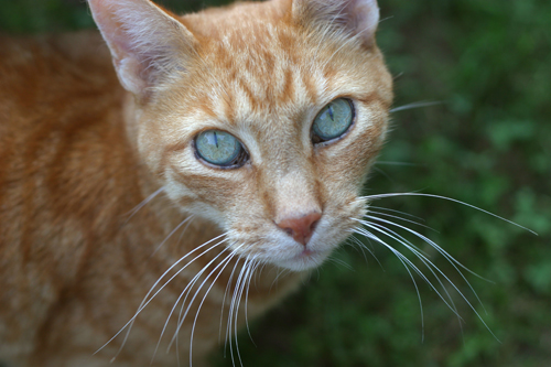 felino