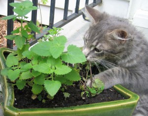 gatto in giardino foto due