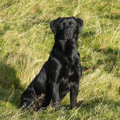 Labrador