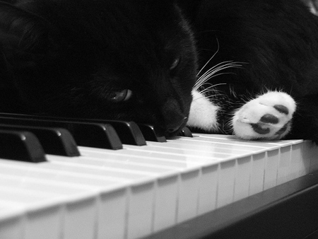 musica per gatti