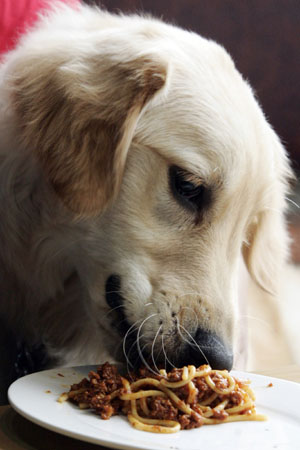 pasta nell'alimentazione dei cani