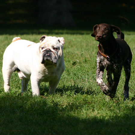 socializzare cane