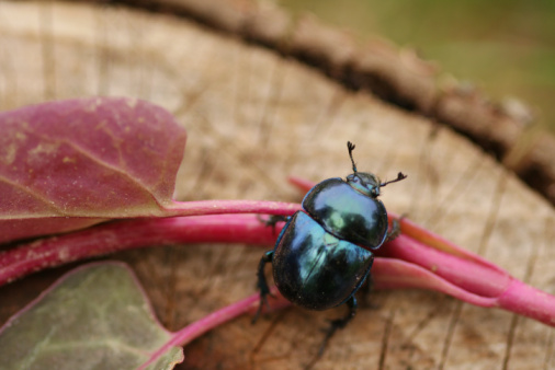 animale stercorario